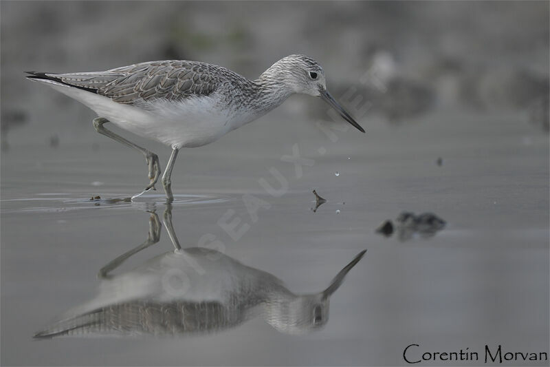 Common Greenshank