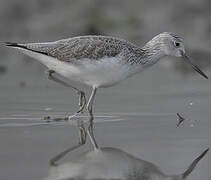 Common Greenshank