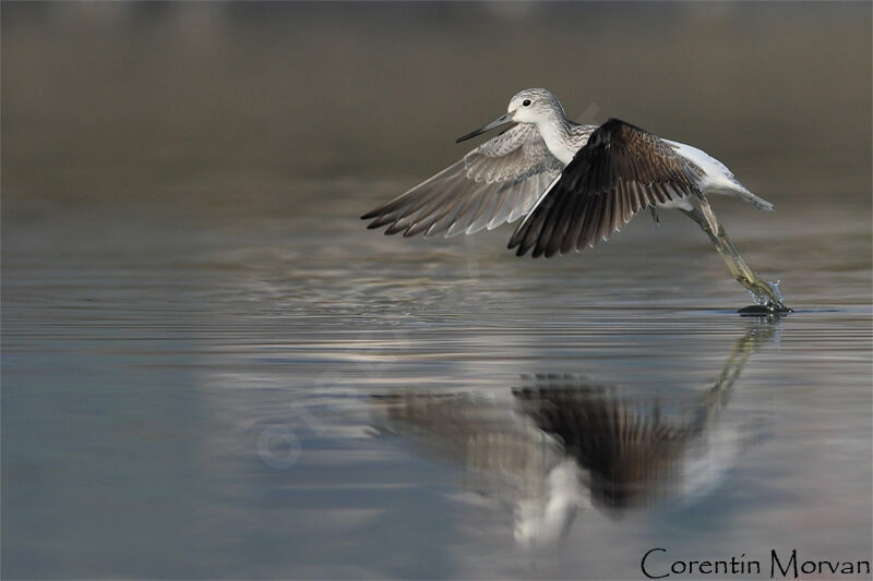 Common Greenshank