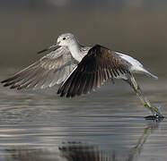 Common Greenshank