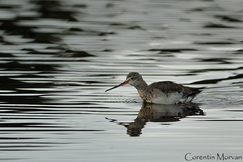 Spotted Redshank