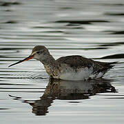 Spotted Redshank