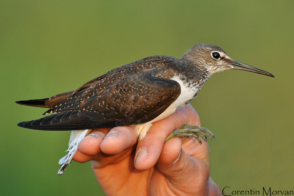 Green Sandpiper