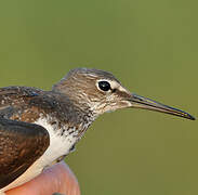 Green Sandpiper