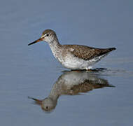 Common Redshank