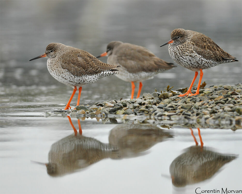 Common Redshank