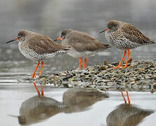 Common Redshank