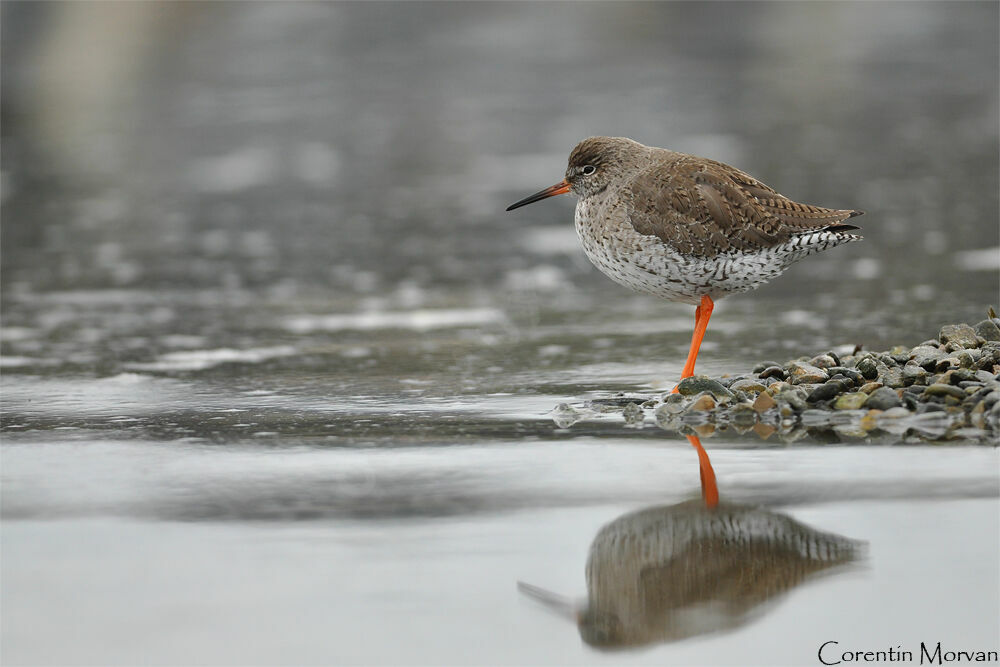 Common Redshank