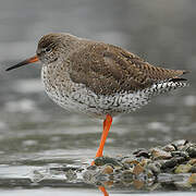 Common Redshank