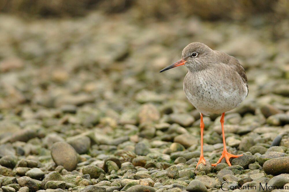 Common Redshank