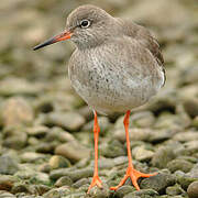 Common Redshank