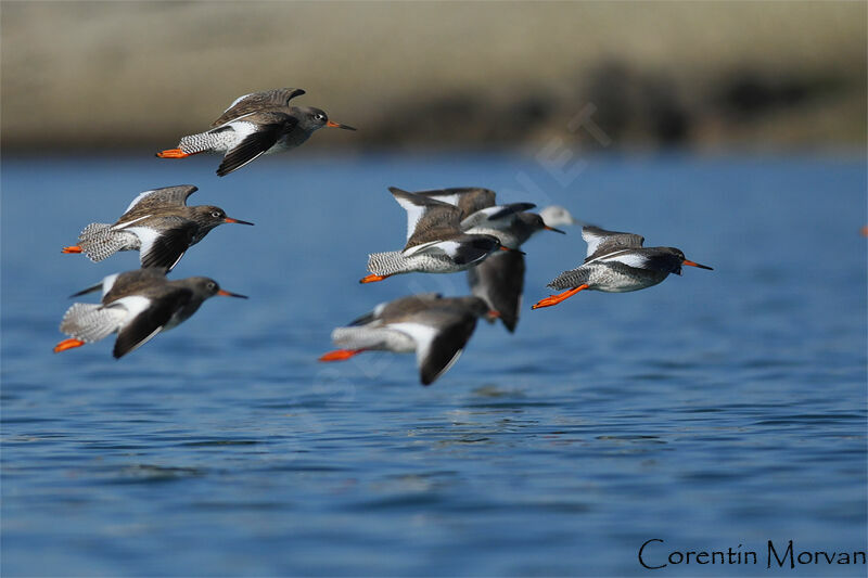 Common Redshank