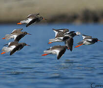 Common Redshank