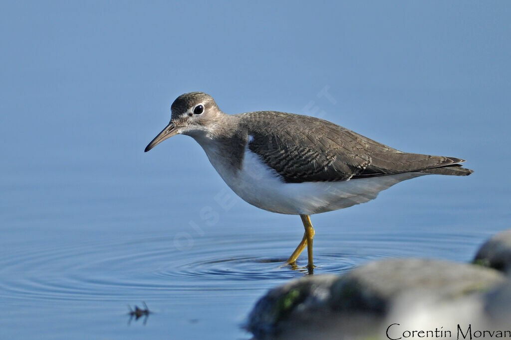 Spotted Sandpiperjuvenile