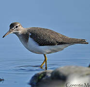 Spotted Sandpiper