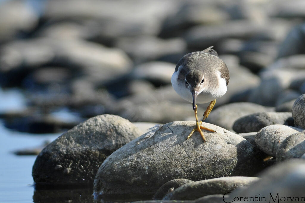 Spotted Sandpiperjuvenile