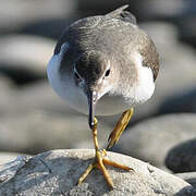 Spotted Sandpiper