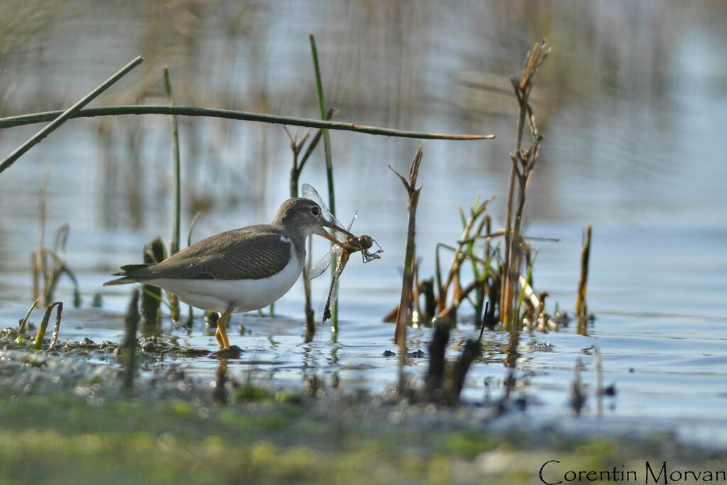 Spotted Sandpiperjuvenile