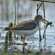 Spotted Sandpiper