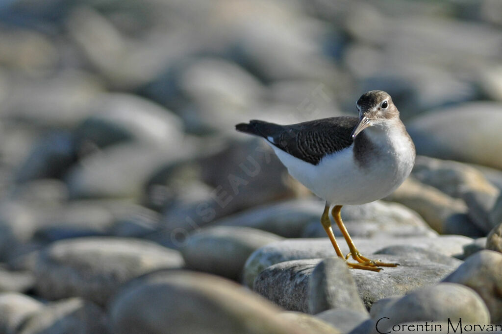 Spotted Sandpiperjuvenile