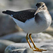 Spotted Sandpiper