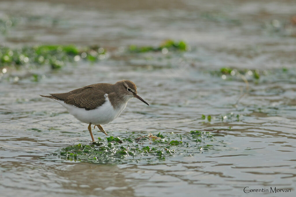 Common Sandpiper