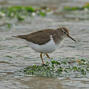 Common Sandpiper