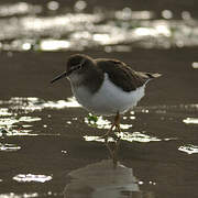 Common Sandpiper