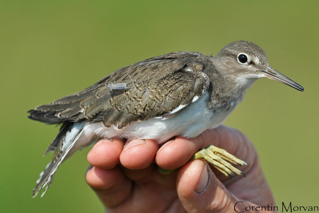 Common Sandpiper