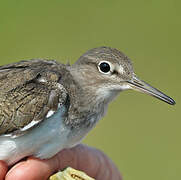 Common Sandpiper