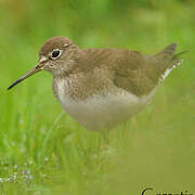 Solitary Sandpiper