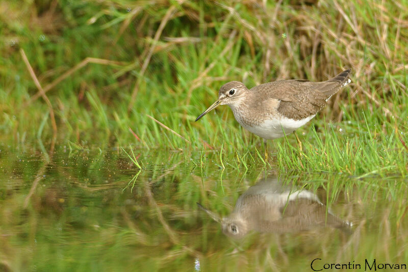 Solitary Sandpiper