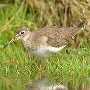 Solitary Sandpiper