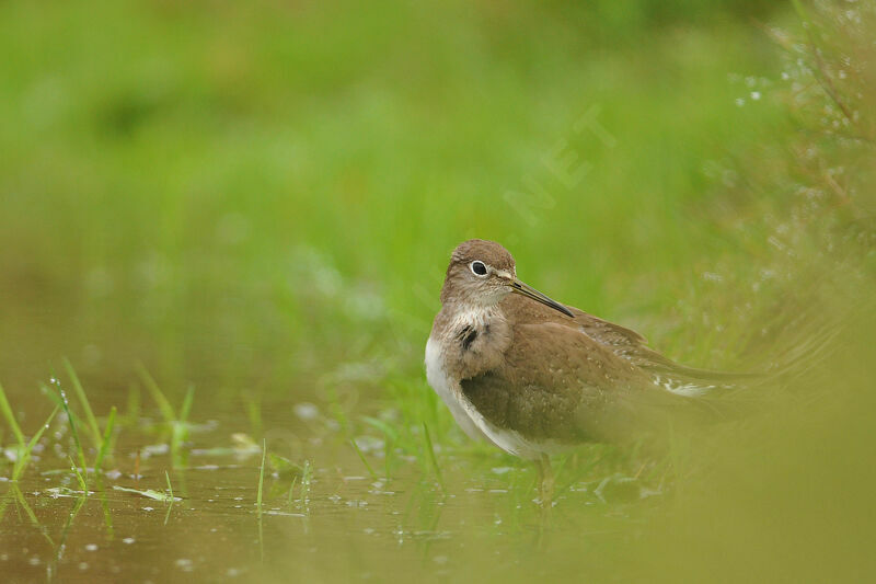 Solitary Sandpiper