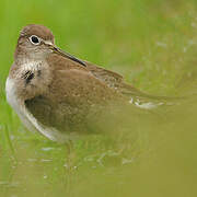 Solitary Sandpiper