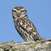 Little Owl