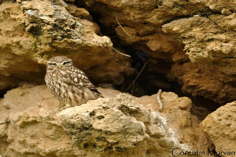 Little Owl