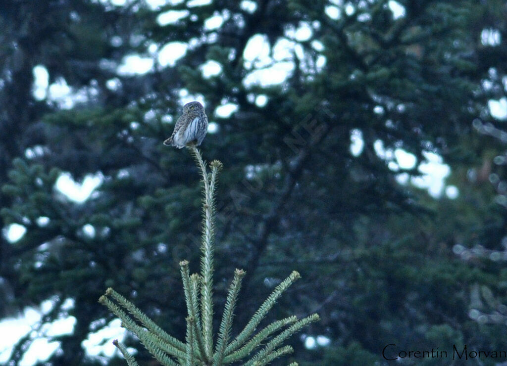 Eurasian Pygmy Owl