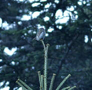 Eurasian Pygmy Owl