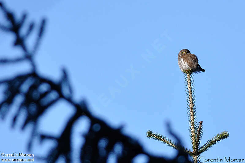 Eurasian Pygmy Owladult, Behaviour