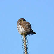 Eurasian Pygmy Owl