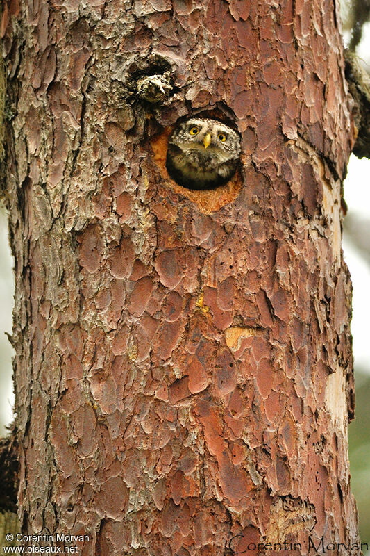 Eurasian Pygmy Owl