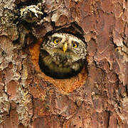 Eurasian Pygmy Owl