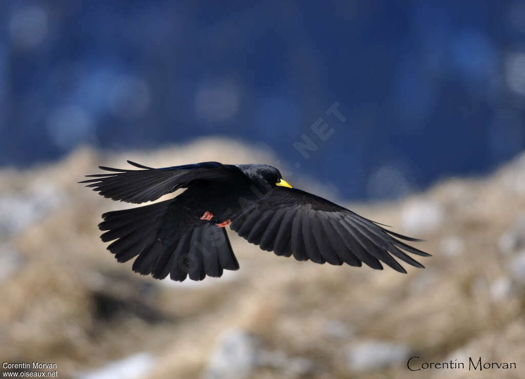 Alpine Choughadult, Flight