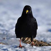 Alpine Chough