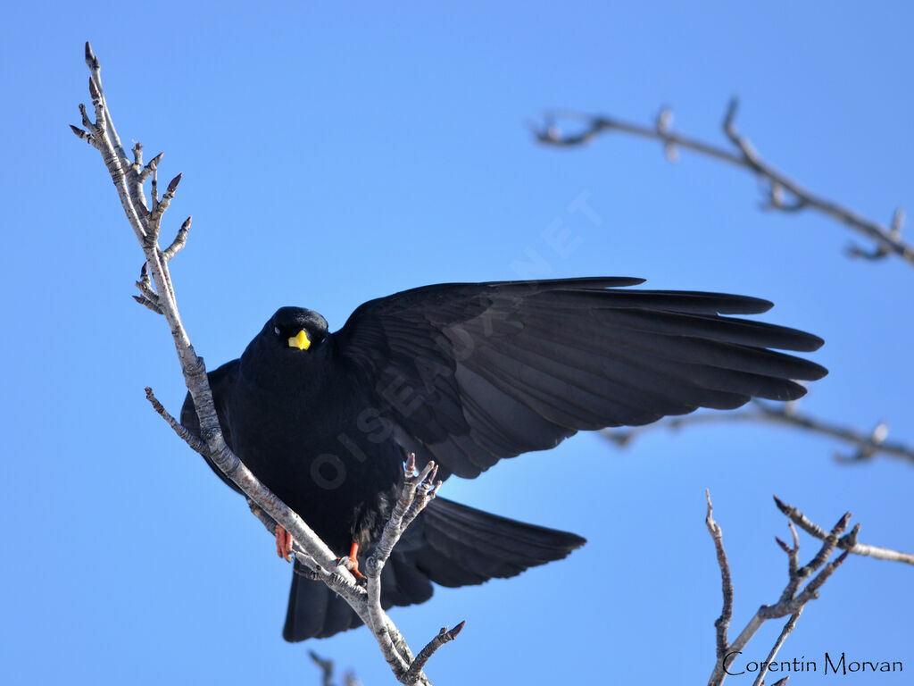 Alpine Chough