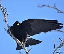 Alpine Chough