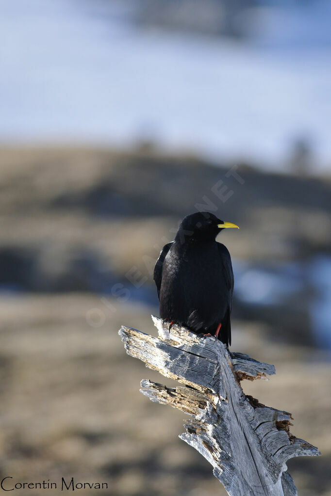 Alpine Chough