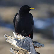 Alpine Chough