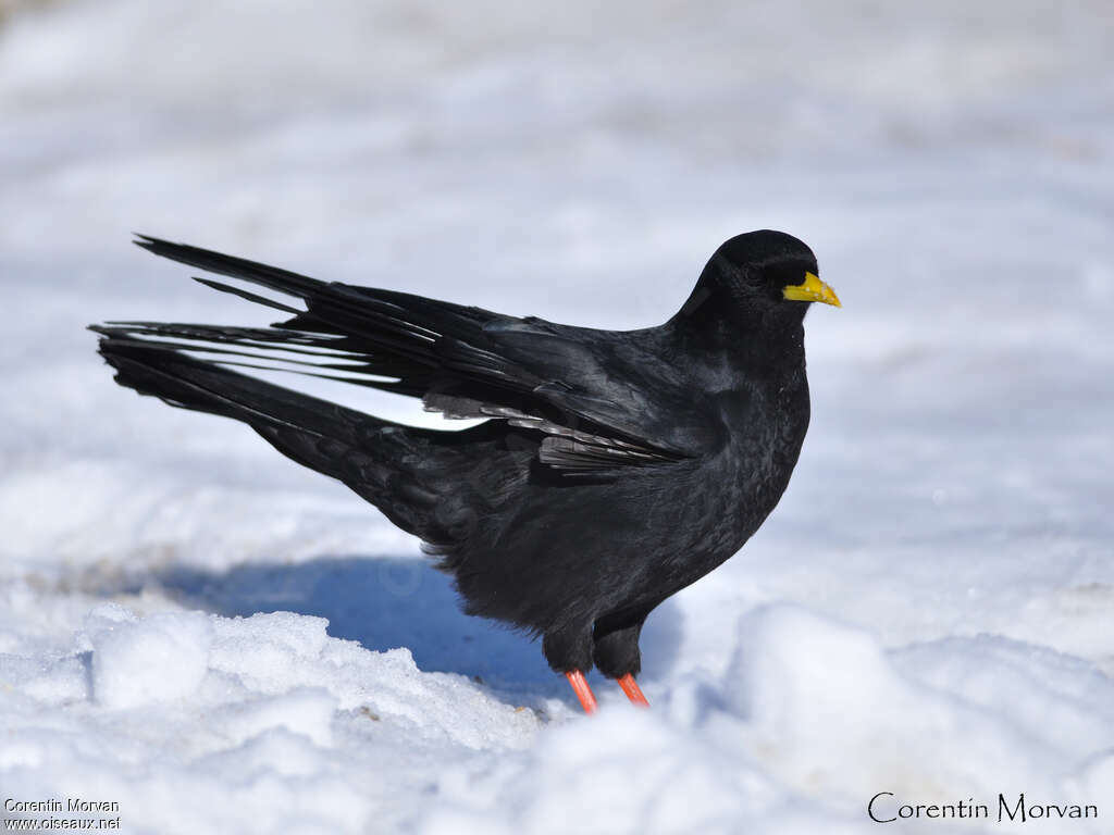 Alpine Choughadult, Behaviour